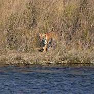 Jim Corbett Uttarakhand Tour