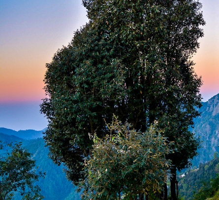 Kanatal Uttarakhand Tour