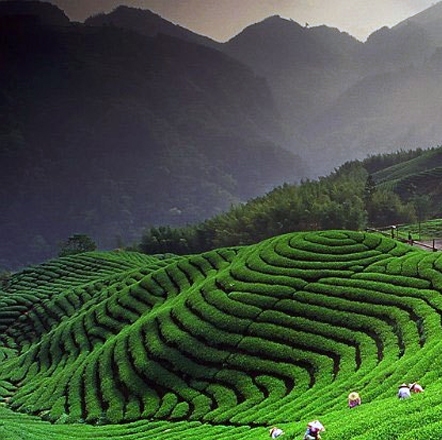 Kausani Uttarakhand Tour